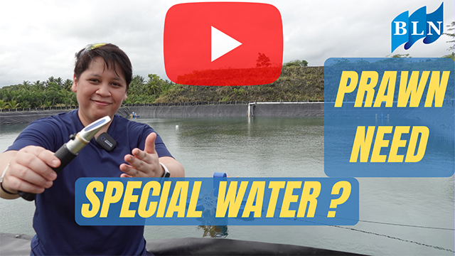 Does Prawn needs special water?